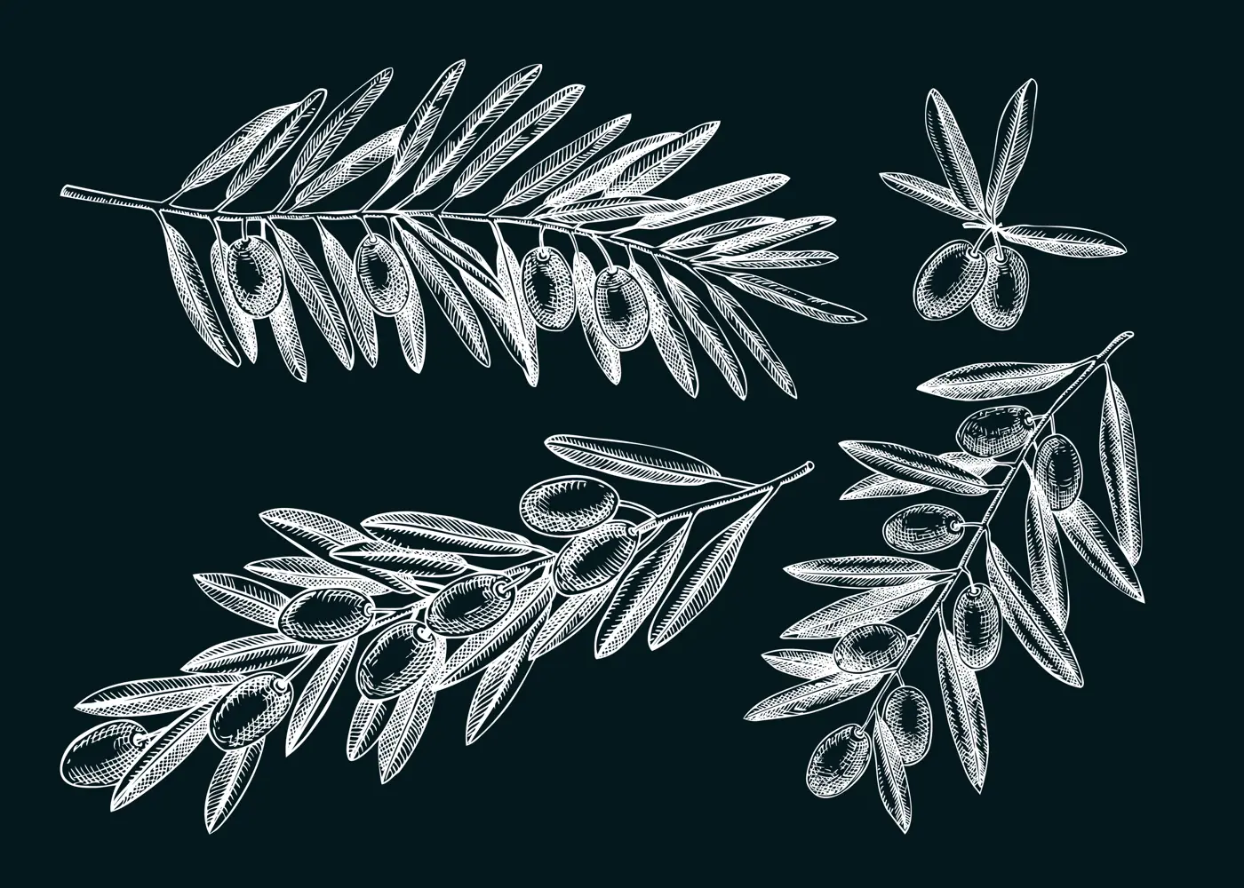Olive tree branches sketches  on chalkboard. Hand-drawn vector illustration. Olive tree drawings in engraved style. Vector food design elements, oil packaging design Illustration
